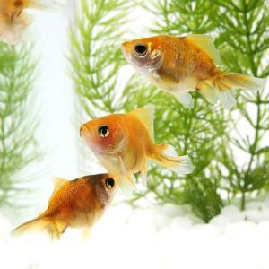 (国産金魚)キャリコ土佐錦(1匹)の詳細画像1