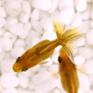 (国産金魚)キャリコ土佐錦(1匹)の詳細画像2