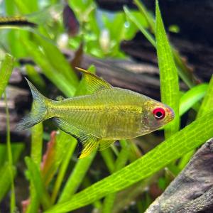 （熱帯魚）レモン・テトラ（１２匹）　北海道・九州航空便要保温