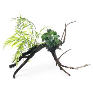 チャーム（charm） （水草）ミクロソリウムsp．トライデント付き流木