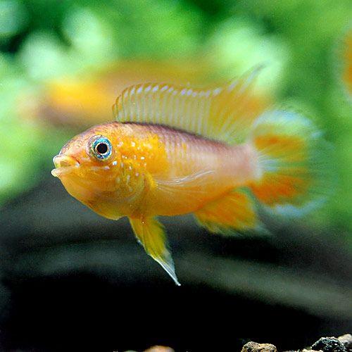 （熱帯魚）アピストグラマ・アガシジィ　ファイアーレッド（１ペア）　北海道・九州航空便要保温