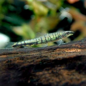 熱帯魚図鑑 チャーム