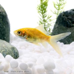 (国産金魚)ゴールデンコメット 長尾(1匹)の詳細画像1