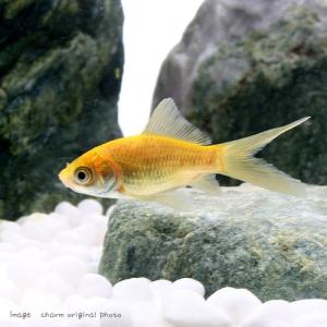(国産金魚)ゴールデンコメット 長尾(1匹)の詳細画像2