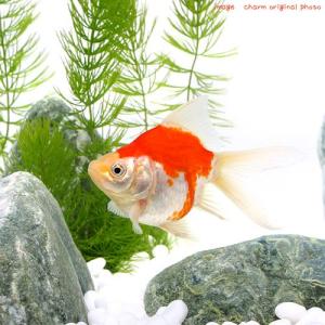 （国産金魚）玉サバ　素赤〜更紗（１匹）