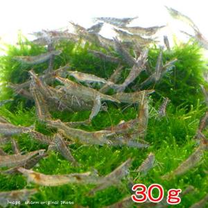 （エビ）ミナミヌマエビ（３０ｇ）　半分未満死着は保証なし　北海道・九州航空便要保温