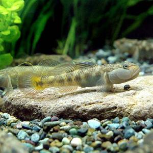 (淡水魚)ミックス・ヨシノボリ(5匹)の商品画像
