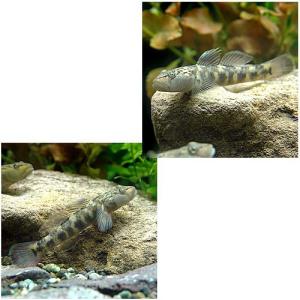 (淡水魚)ミックス・ヨシノボリ(5匹)の詳細画像1