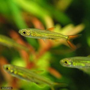 (熱帯魚)ジェリービーン・テトラ(10匹) 北海...の商品画像