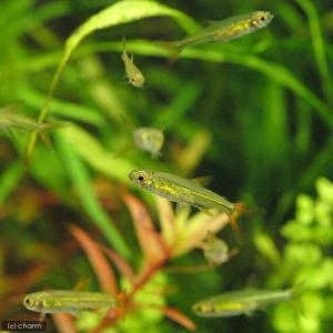 (熱帯魚)ジェリービーン・テトラ(10匹) 北...の詳細画像2