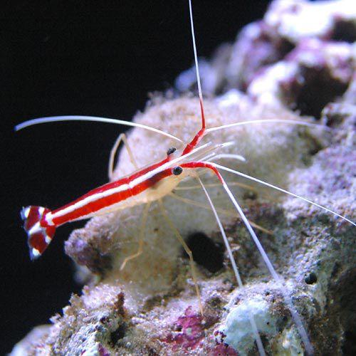 （海水魚）エビ　スカンクシュリンプ　Ｓサイズ（１匹）
