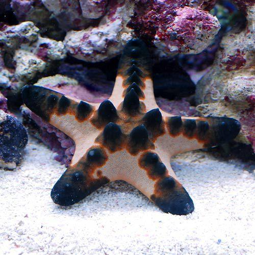 （海水魚）ヒトデ　コブヒトデ　Ｍサイズ（１匹）　北海道・九州航空便要保温