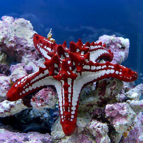 （海水魚）ヒトデ　コブヒトデモドキ　レッド（１匹）　北海道・九州航空便要保温