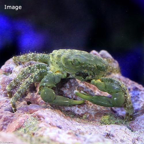 （海水魚）カニ　エメラルドグリーンクラブ（１匹）