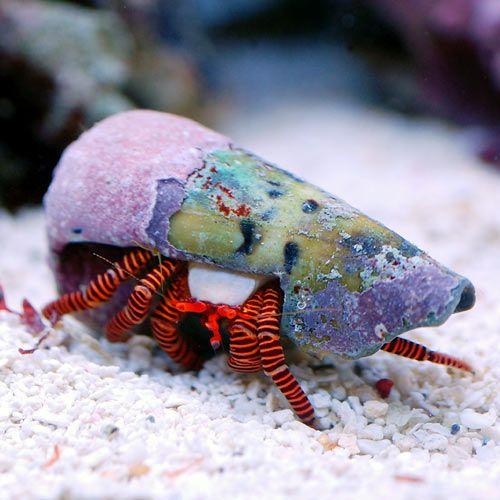 （海水魚）ヤドカリ　ベニワモンヤドカリ（１匹）