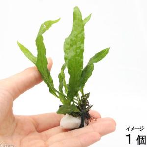 水草）ミクロソリウム 本ナローリーフ（水中葉）（無農薬）（葉