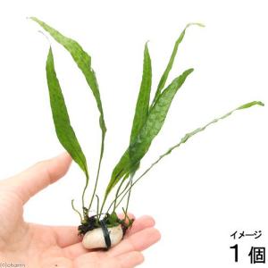 無農薬】ミクロソリウム本ナローリーフ ミニ溶岩石付き : AtWell