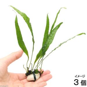 無農薬】ミクロソリウム本ナローリーフ ミニ溶岩石付き : AtWell