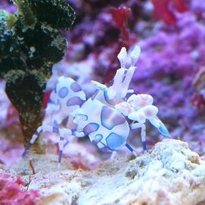 （海水魚）エビ　フリソデエビ（１匹）　北海道・九州航空便要保温