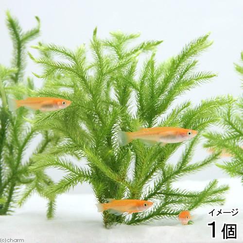 （水草）メダカの産卵用　ヒカゲノカズラ（日陰蔓）おもり付き（１個）採卵　産卵床　隠れ家