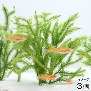 マクロアクア コーン スキマー KP−90 2000〜5000L DC