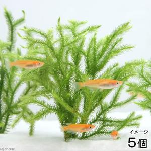 チャーム（charm） （水草）ホシクサsp．クチ（水中葉）（無農薬
