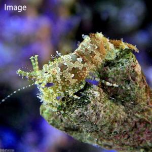 (海水魚)エビ フシウデサンゴモエビ(1匹)の詳細画像1