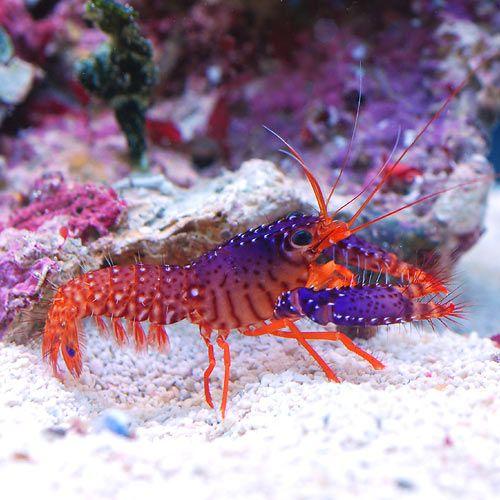 （海水魚）エビ　ダウミィパープルリーフロブスター（１匹）　北海道・九州航空便要保温