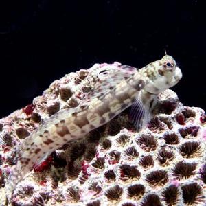 （海水魚）カエルウオミックス　Ｌサイズ（１匹）　北海道・九州航空便要保温