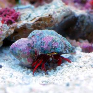 海水魚 サンゴ 水生生物 ランキングtop38 人気売れ筋ランキング Yahoo ショッピング