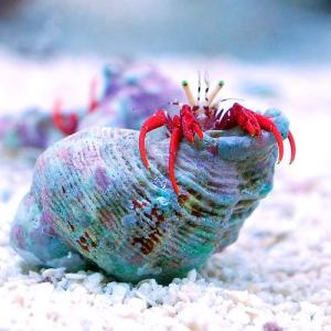 (海水魚)ヤドカリ スカーレットリーフハーミッ...の詳細画像1