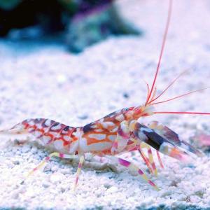 （海水魚）エビ　ニシキテッポウエビ（１匹）　北海道・九州航空便要保温