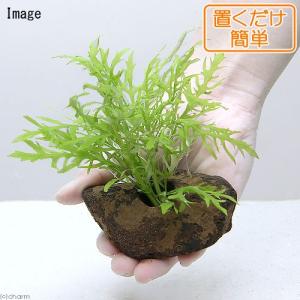 チャーム（charm） （水草）ミクロソリウムsp．スモールリーフ（水中