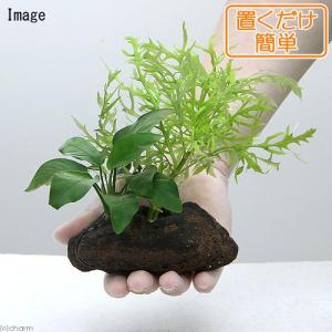 ブセファランドラsp ピンクレディ bucephalandra.sp PinkLady