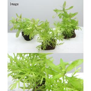 (水草)置くだけ簡単 ウォーターウィステリア ...の詳細画像1