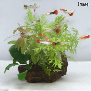 (水草)置くだけ簡単 ウォーターウィステリア ...の詳細画像2