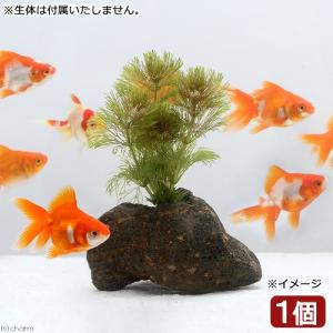チャーム（charm） （水草）ホシクサsp．クチ（水中葉）（無農薬