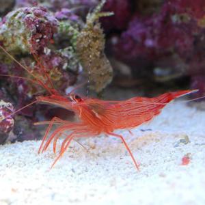 (海水魚)エビ ペパーミントシュリンプ(ワイル...の詳細画像1