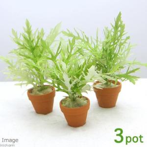 鉢植え水草セット アクアリウム用水草 の商品一覧 熱帯魚 アクアリウム用品 ペット用品 生き物 通販 Yahoo ショッピング