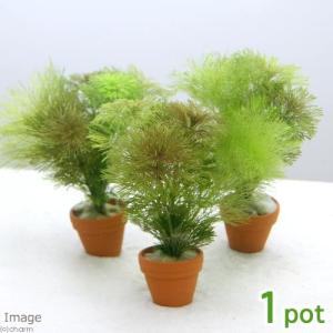 鉢植え水草セット アクアリウム用水草 の商品一覧 熱帯魚 アクアリウム用品 ペット用品 生き物 通販 Yahoo ショッピング