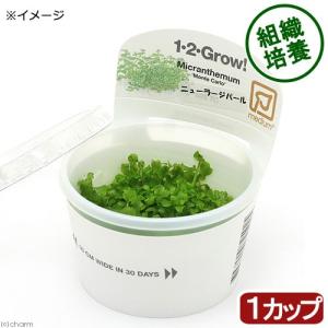 （水草）組織培養１−２−ＧＲＯＷ！　ニューラージパールグラス　トロピカ製（無農薬）（１カップ）　北海道航空便要保温