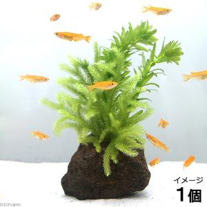 無農薬】ミクロソリウム本ナローリーフ ミニ溶岩石付き : AtWell