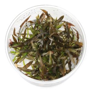 水草）組織培養 クリプトコリネ スピラリス タイガー（無農薬）（1