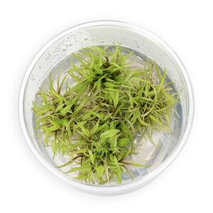 水草）組織培養GROWOW！ クリプトコリネ スピラリスタイガー（無
