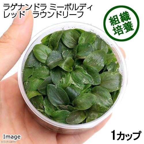 （水草）組織培養　ラゲナンドラ　ミーボルディ　レッド　ラウンドリーフ（インボイス）（１カップ）　北海...