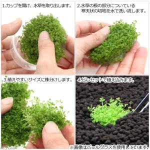 (水草)組織培養 ヘアーグラスショート(無農薬...の詳細画像2