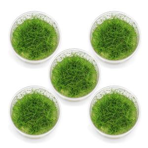 水草 国産マリモ 1個入り 無農薬 まりも お手軽 インテリア 育成簡単