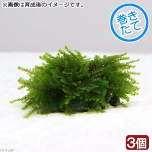 レッドシー AQUA STEADY コネクトサイドタンク45