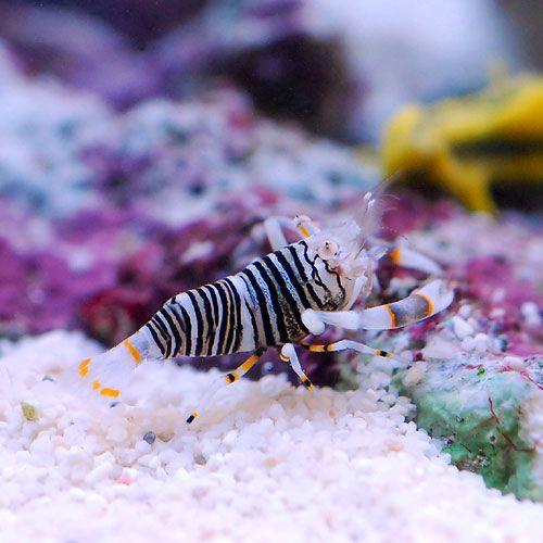 （海水魚）エビ　ヨコシマエビ（１匹）　北海道・九州航空便要保温