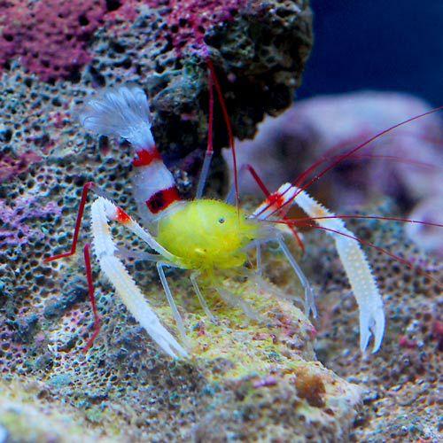 （海水魚）エビ　ザンジバルボクサーシュリンプ（１匹）